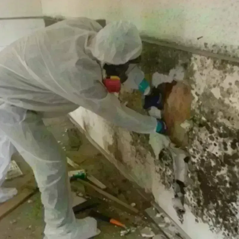 Mold Remediation and Removal in Narrows, VA